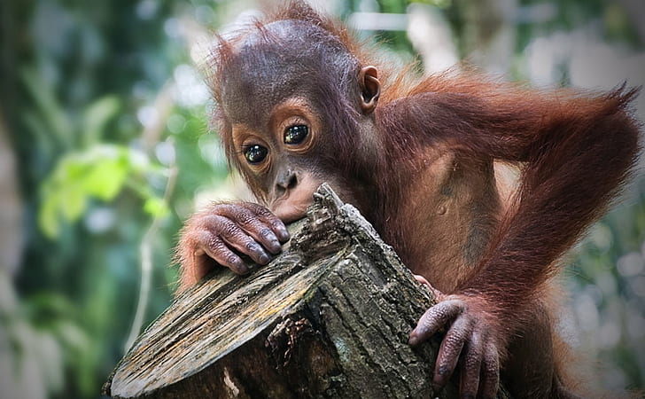 brown monkey, Let's Play, DSC, primates, apes, orangutan, animal, HD wallpaper
