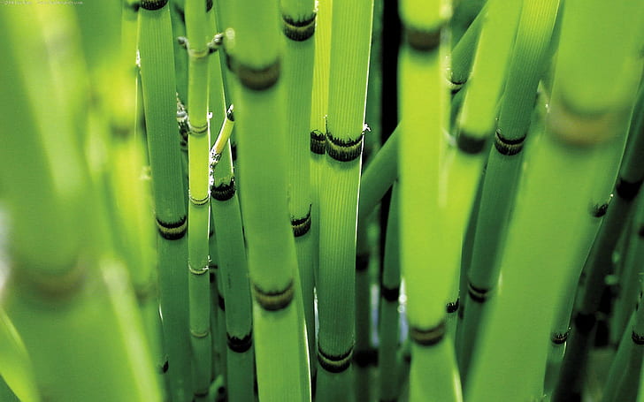 plants, bamboo, HD wallpaper