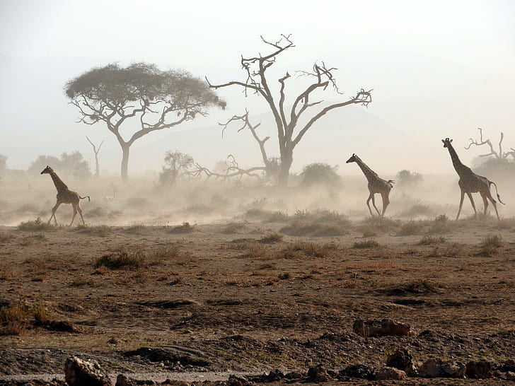 three giraffes on brown soil, giraffes, dust, kenya, amboseli national park, HD wallpaper