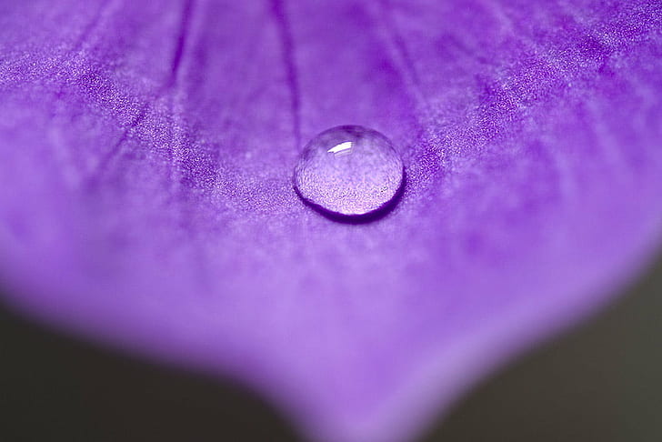 closeup photo of droplet of water, Macro, Purple Flower, micro