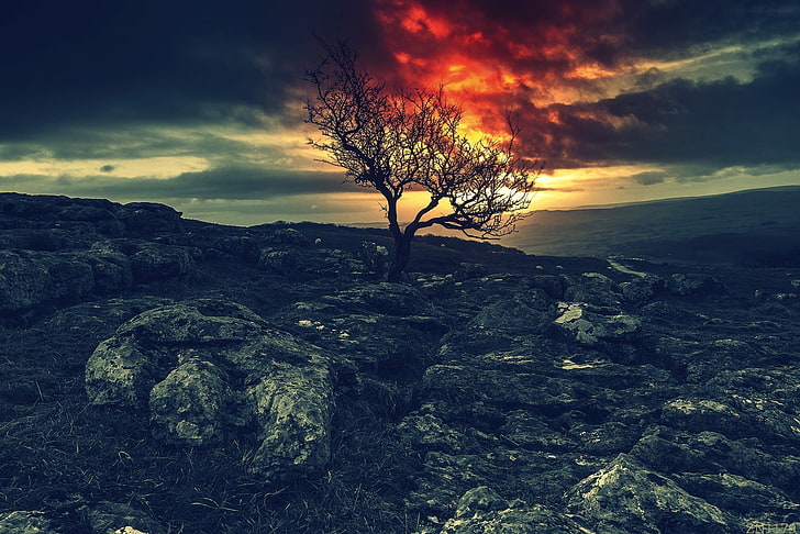 black and brown tree and trees, sky, red, night, rocks, Land of the Lost, HD wallpaper