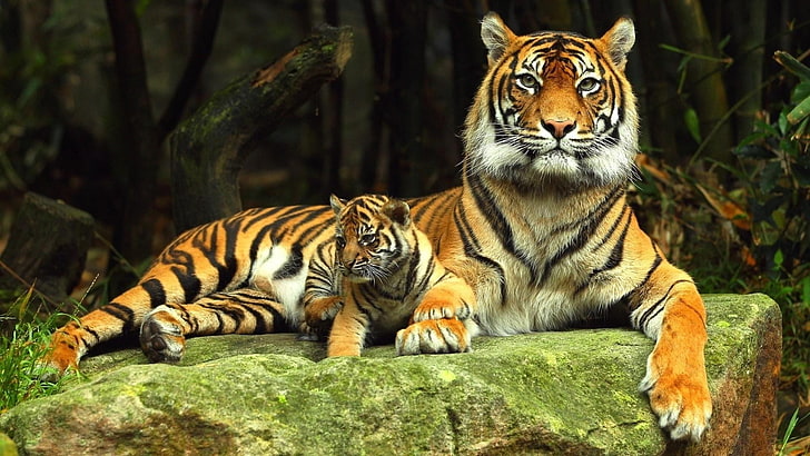 tiger, tigers, baby, baby tiger, wildlife, animals, feline, HD wallpaper