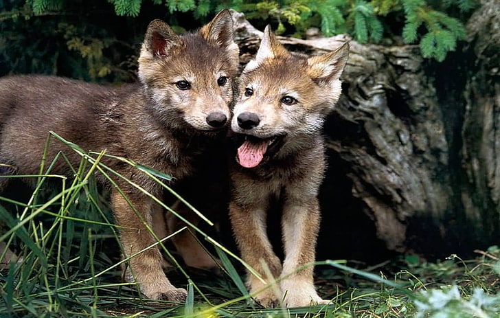 Hd Wallpaper: Wolf Pups, Cute, Animals, Mammal, Animal Themes, Animals