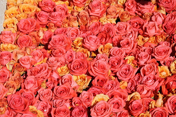 Roses, orange, texture, flower, pink, carpet, skin, trandafir, HD wallpaper