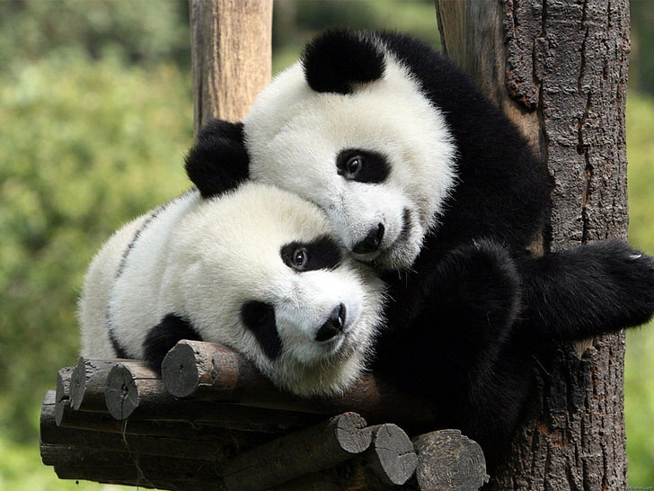 HD wallpaper: nature love black white animals bamboo panda bears bears  2560x1920 Animals Bears HD Art | Wallpaper Flare