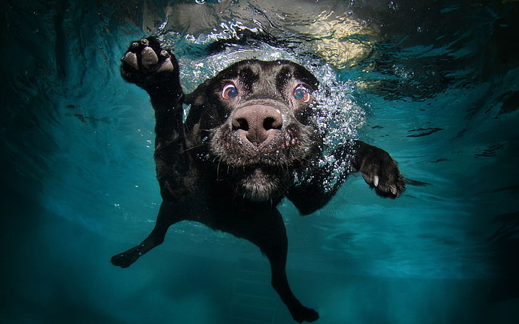 adult black Labrador retriever, dog, underwater, swimming, animals, HD wallpaper