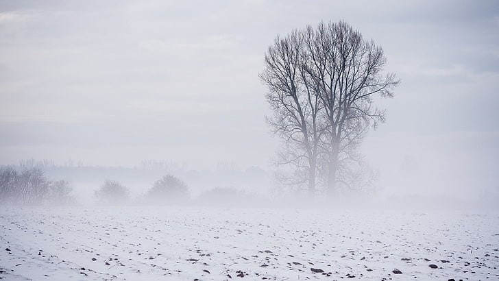 winter, snow, landscape, trees, cold temperature, bare tree, HD wallpaper