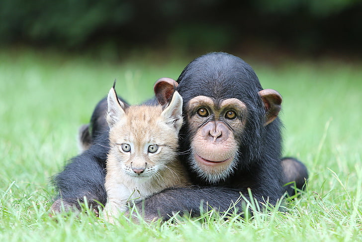black monkey and tigr, Nature, Cat, Best, Animals, Feline, Chimpanzee