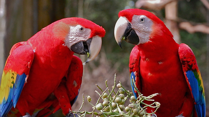 Macaw Parrot Hd Wallpaper For Laptop And Mobile Phone Free Downoload