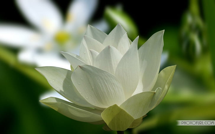 HD wallpaper: White Lotus For Chloe., flower, leaves, green, 3d and  abstract | Wallpaper Flare
