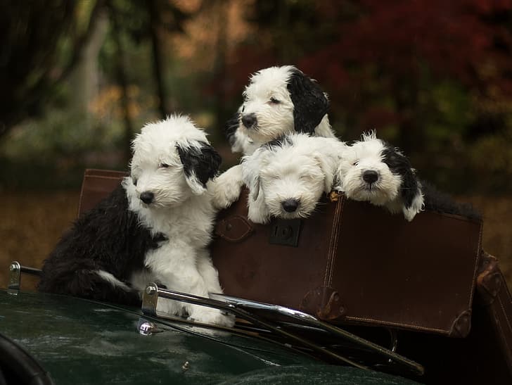 HD wallpaper: dogs, puppies, Bobtail, The old English Sheepdog