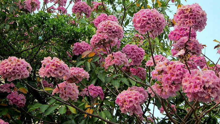 Rosy Trumpet Tree, calyx tube tubular, deciduous tree, flowers like wind chimes, HD wallpaper
