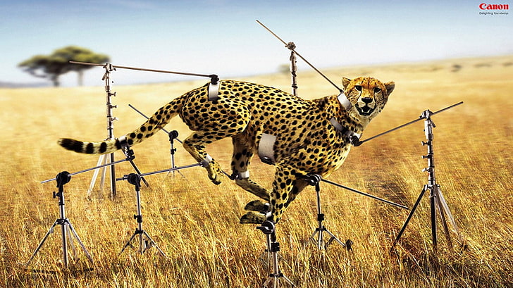 Cheetah photography, artwork, commercial, Canon, animals, animal themes, HD wallpaper