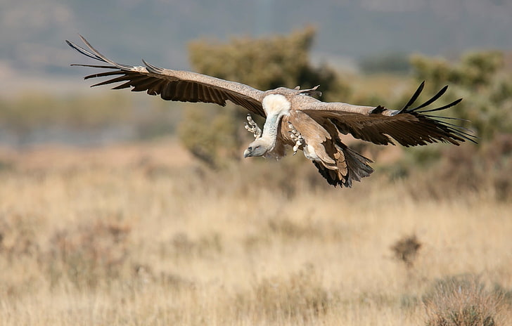 nature, birds, vultures, flying, animals in the wild, animal wildlife