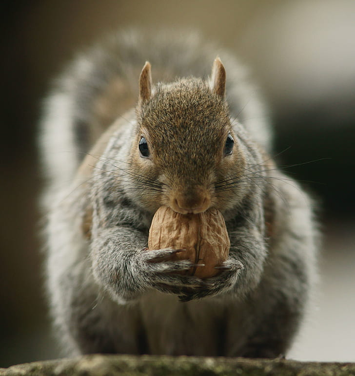 squirrel eating nuts, Grab, Raid, Sigma, EX, DG, rodent, animal, HD wallpaper