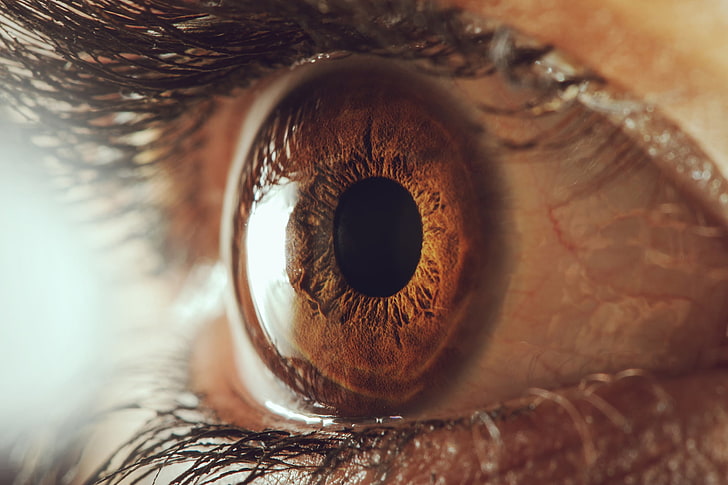 person's brown eye, macro, eyelashes, the pupil, the human eye, HD wallpaper