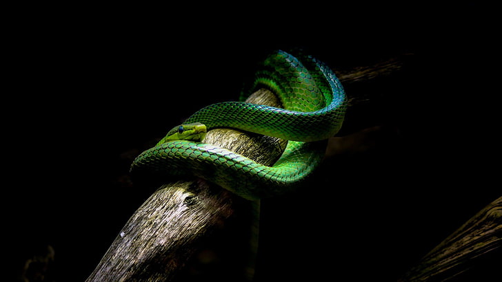 HD wallpaper: green snake, nature, animals, vipers, branch, black background  | Wallpaper Flare