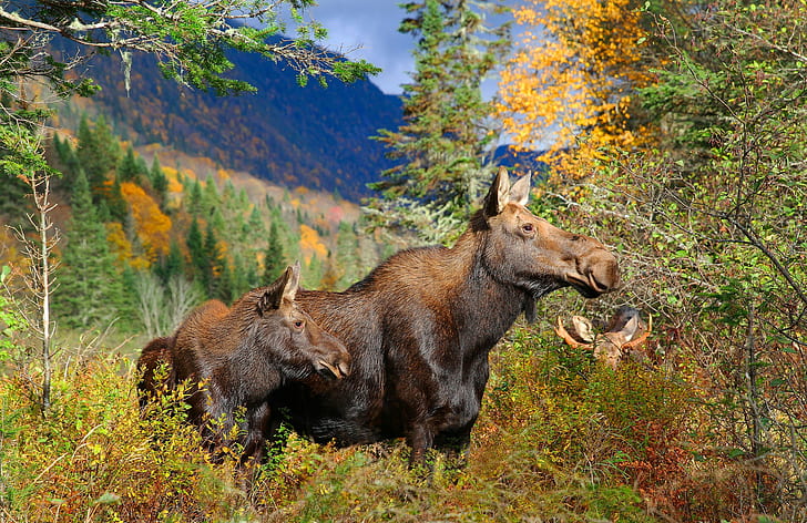 Moose family, forest, October, autumn, Elk, HD wallpaper