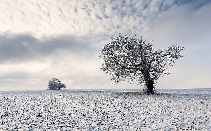 trees, sky, landscape, clouds, snow, winter, beauty in nature, HD wallpaper