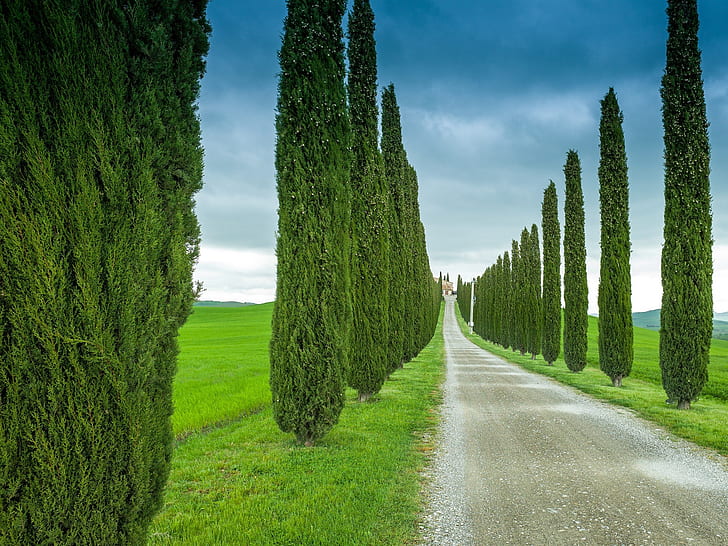 Tuscany, Italy, road, grass, cypress, HD wallpaper