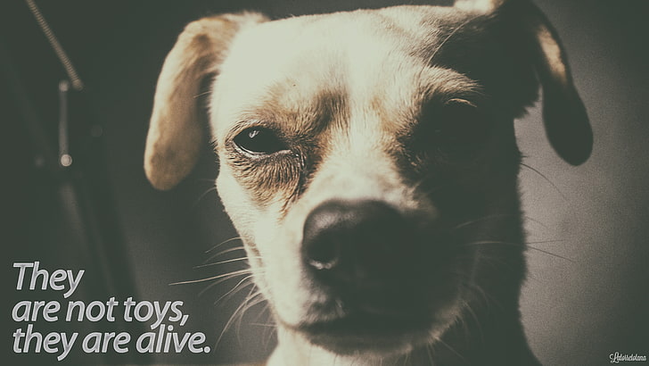 adult brown Chihuahua with text overlay, dog, black, white, sepia, HD wallpaper
