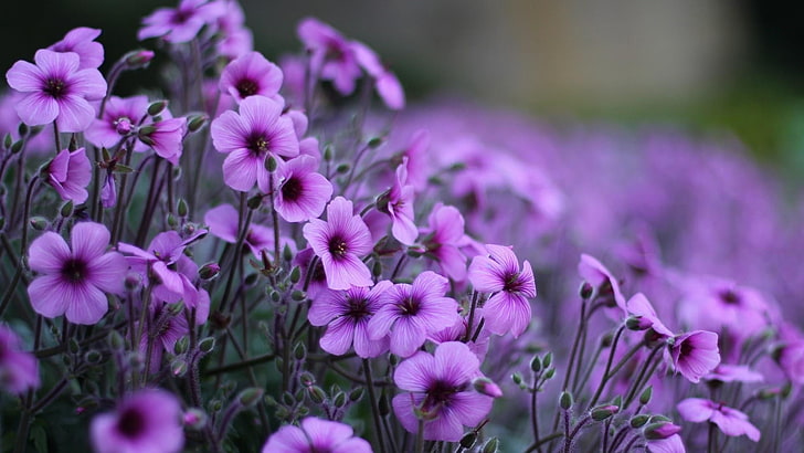 purple flowers, blurry, flowery, beauty, flowering plant, freshness, HD wallpaper