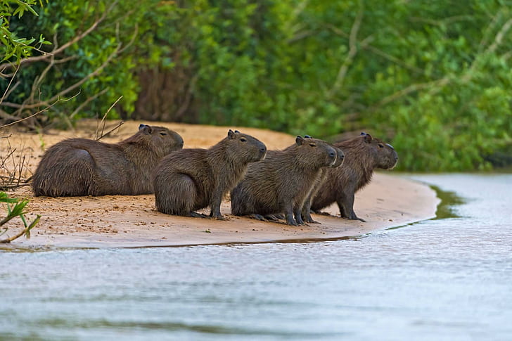 *** Capibaras ***, woda, kapibary, dzikie, zwierzeta, animals