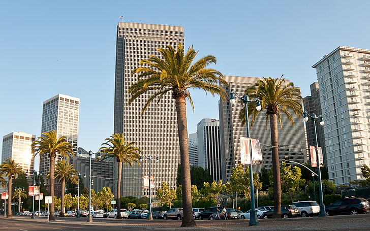 borwn palm trees, san francisco, sky, america, skyscraper, urban Scene, HD wallpaper