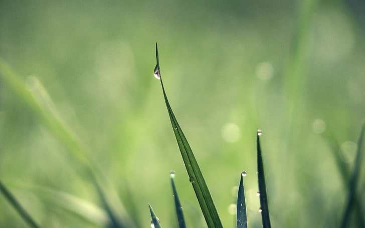 close-up photography of grass, drops, dew, light, green, nature, HD wallpaper