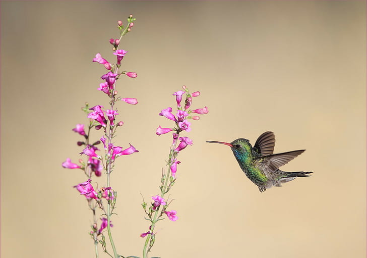 animals, flowers, birds, hummingbirds, HD wallpaper