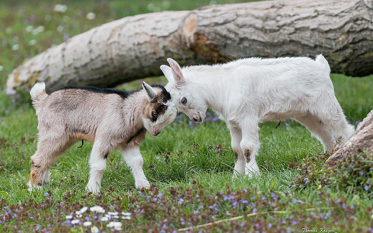 goats, baby animals, nature, HD wallpaper