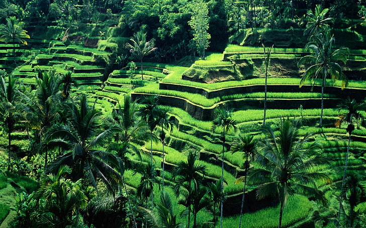 terraced field, Bali, Indonesia, plant, growth, green color