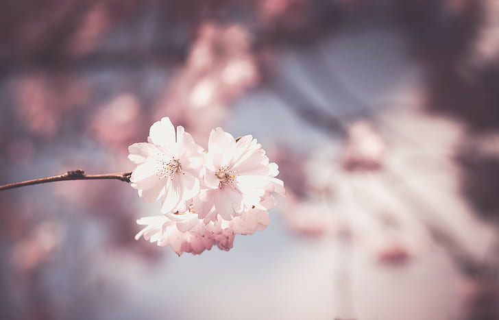 blossom, plants, branch, depth of field, flowers, nature