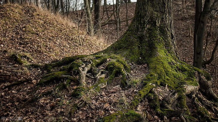 gray and green tree, green tree photo, nature, forest, fall, roots