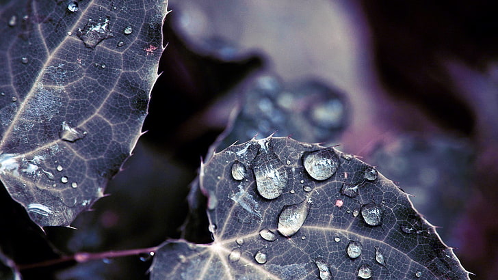 water dew, depth of field, water drops, leaves, nature, plants, HD wallpaper