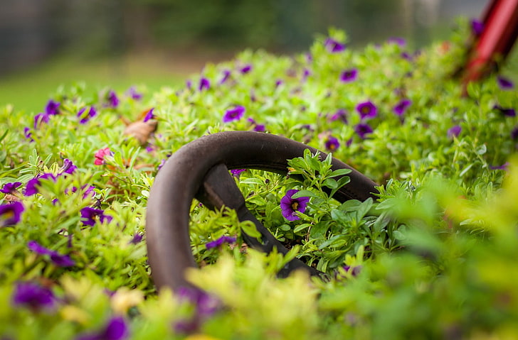 photography, macro, purple flowers, steering wheel, plants