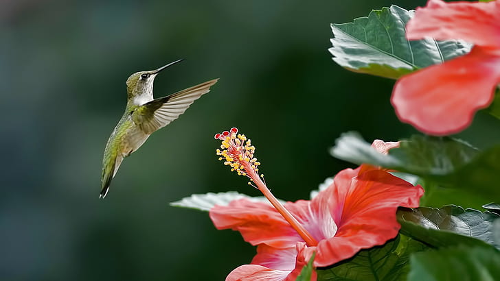hummingbirds, flowers, HD wallpaper