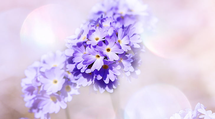 All purple flowers are beautiful and with meanings of their own So which  do you prefer Beautiful   Purple wallpaper Flower wallpaper Flowers  photography