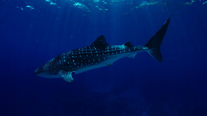 Philippines, South China Sea, Sharks, Whale Sharks, tourism, HD wallpaper