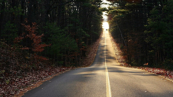 pavement road between trees, the way forward, direction, transportation, HD wallpaper