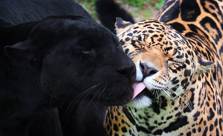 HD wallpaper: leopard and panther, wild cats, black Jaguar, jaguars, animal  | Wallpaper Flare