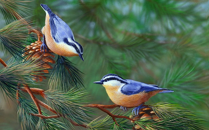 Animal, Nuthatch, Bird, Branch, Pine Tree, Red-Breasted Nuthatch, HD wallpaper