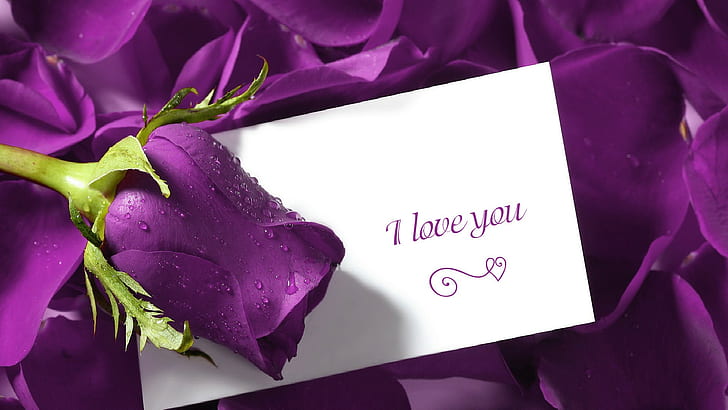 Love, Purple, Rose, Letter, Petals