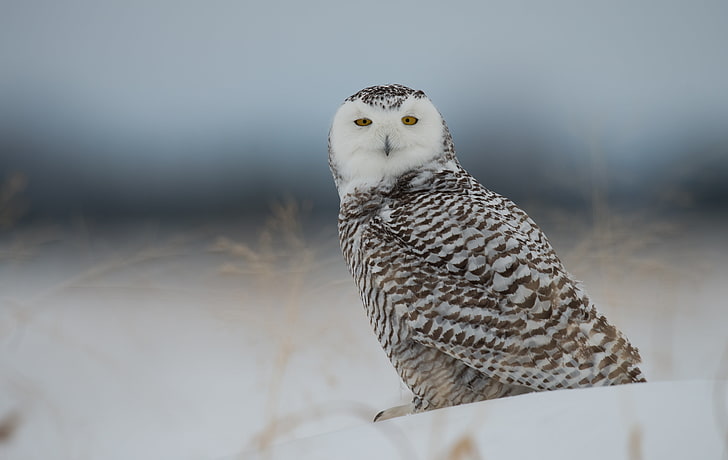 female snowy owl, predator, bird, nature, animal, bird of Prey, HD wallpaper
