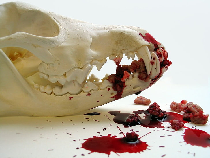 white and red floral ceramic bowl, skull, food, food and drink, HD wallpaper