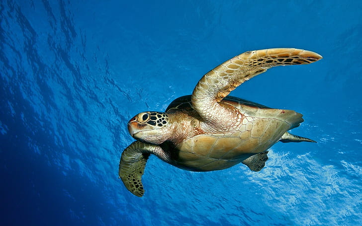 Sea Turtle, Animals, Sea, Blue, Photography, HD wallpaper