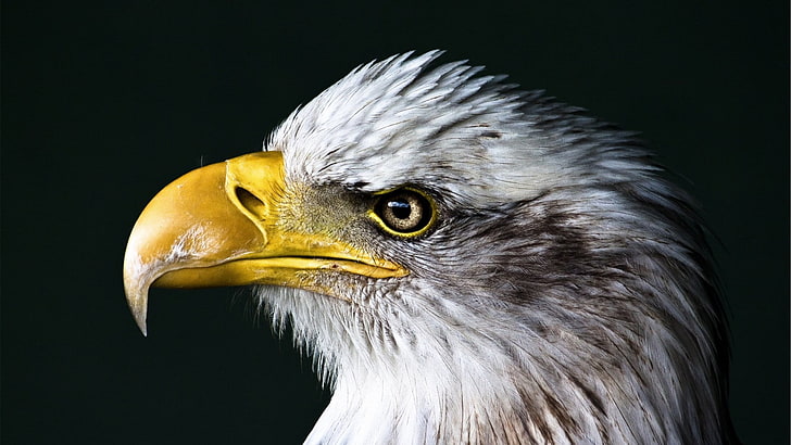 bald eagle, birds, closeup, animals, nature, animal themes, bird of prey