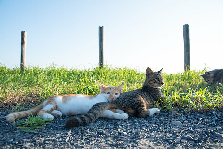 three Tabby cats lying on grass field during daytime, nice, nice