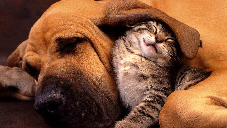 gray kitten, animals, cat, dog, friendship, sleeping, nature, HD wallpaper