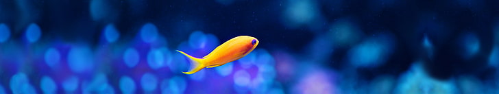 5760x1080 px, water, blue, animal themes, fish, one animal, HD wallpaper